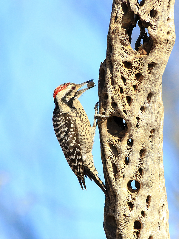 5I4A9279-1c.jpg : Woodcracker
