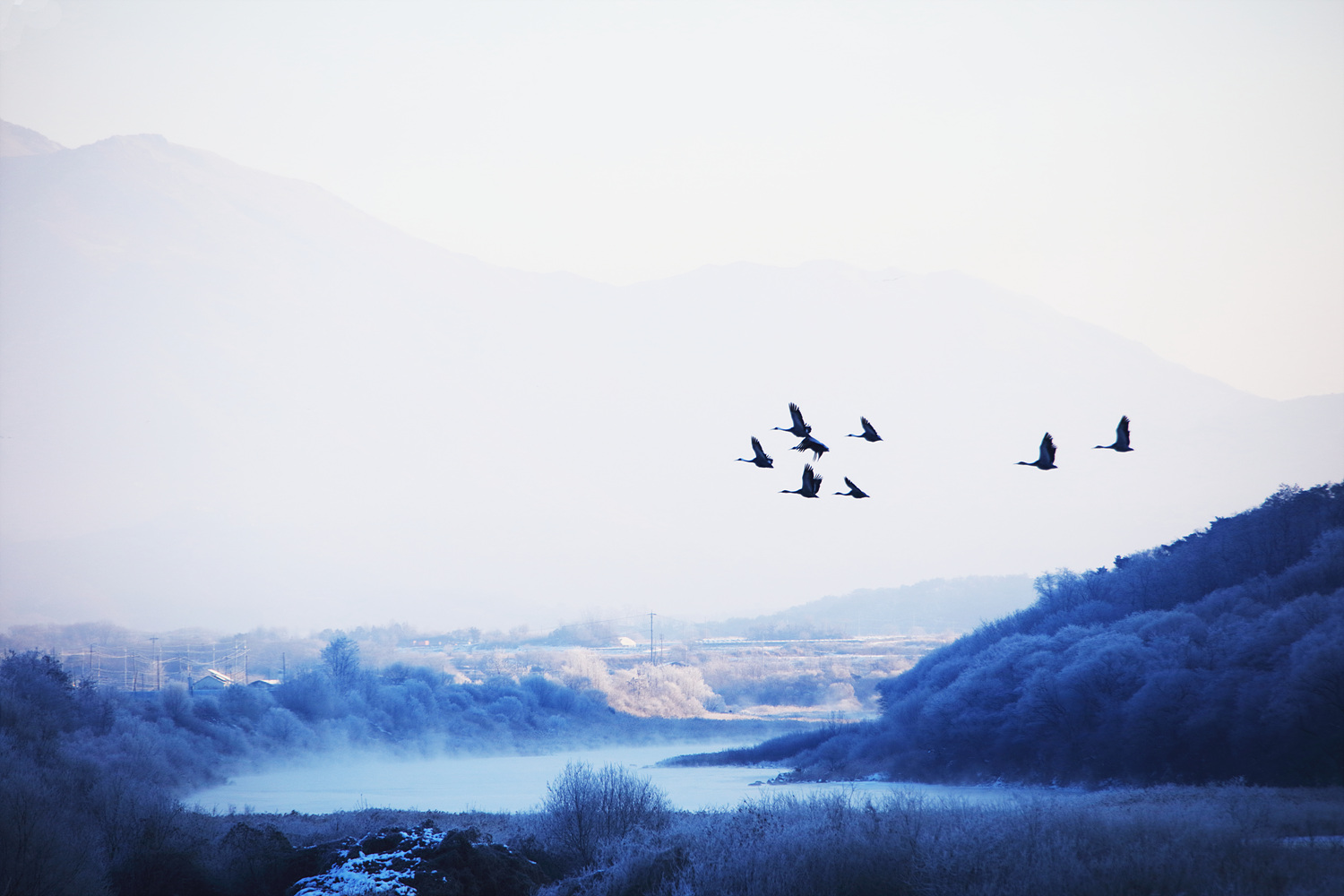 185A8989.jpg : 재두루미의비행