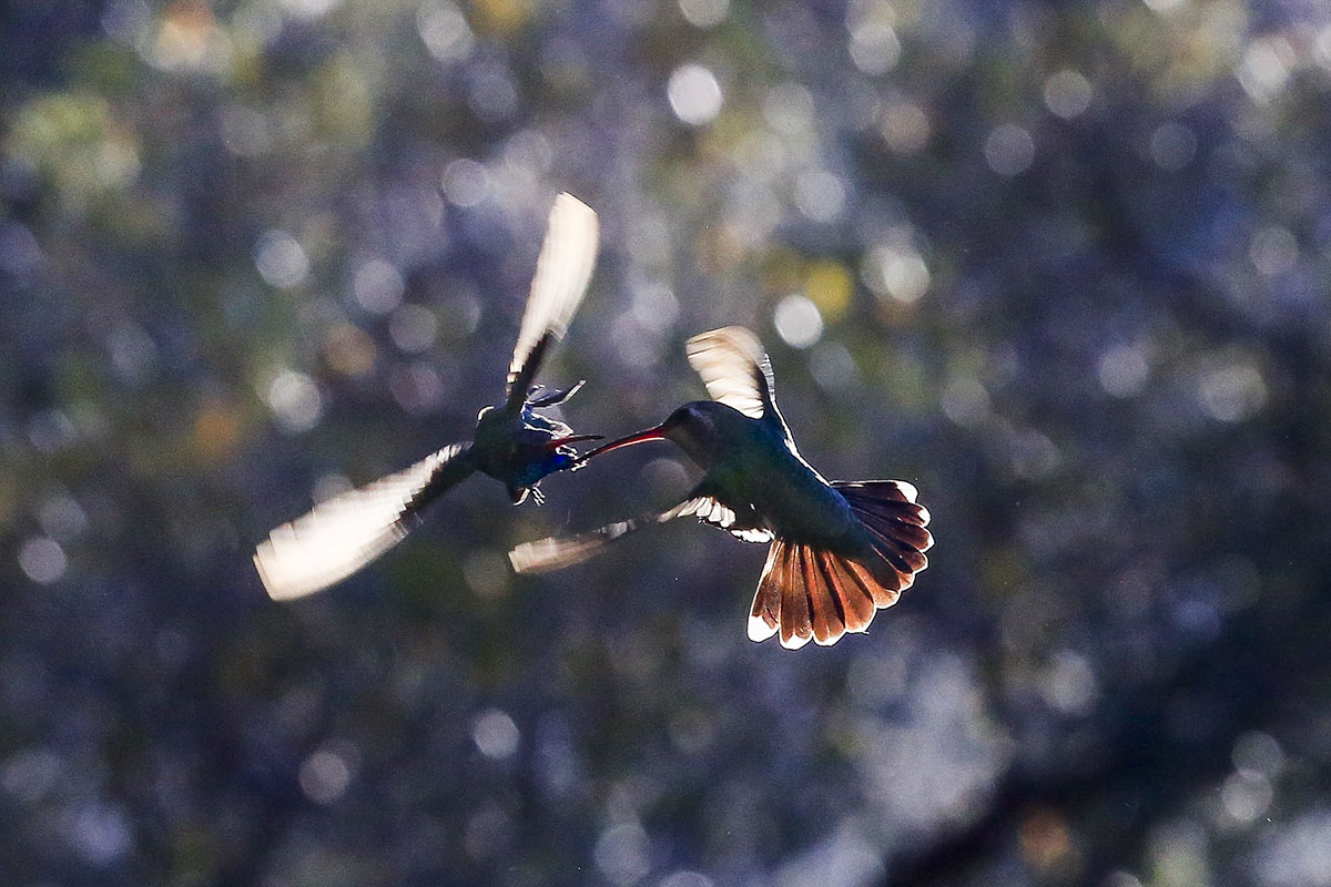 _MG_9818-1a.jpg : Humming Birds
