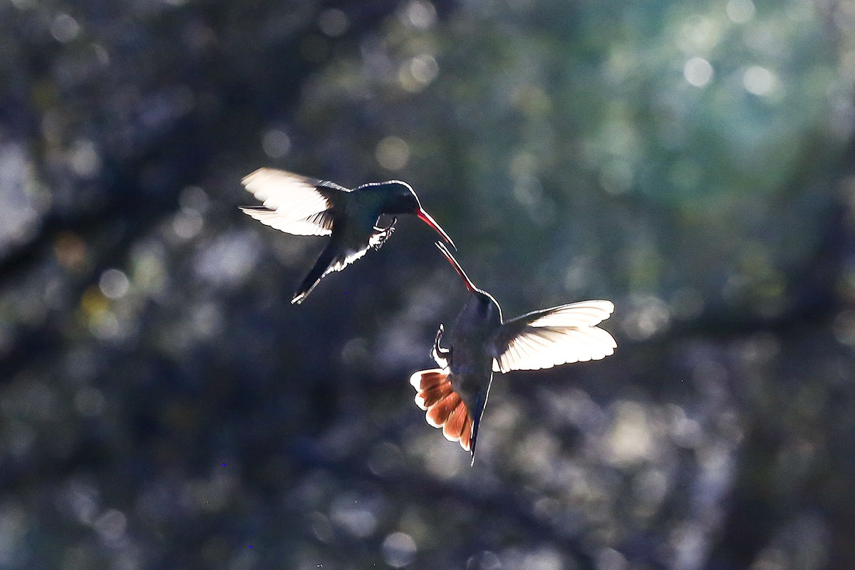 _MG_9817-1a.jpg : Humming Birds