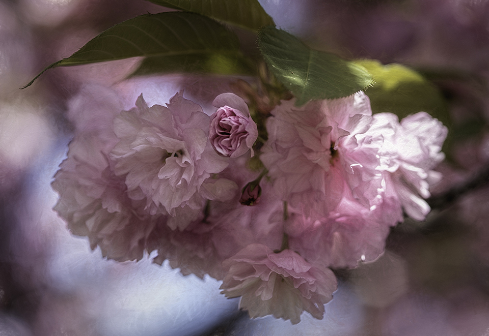 DSC_0170-Edit.jpg : 접 매화