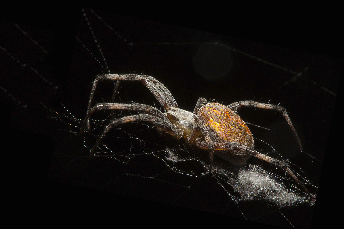 Untitled-1a.jpg : Spider