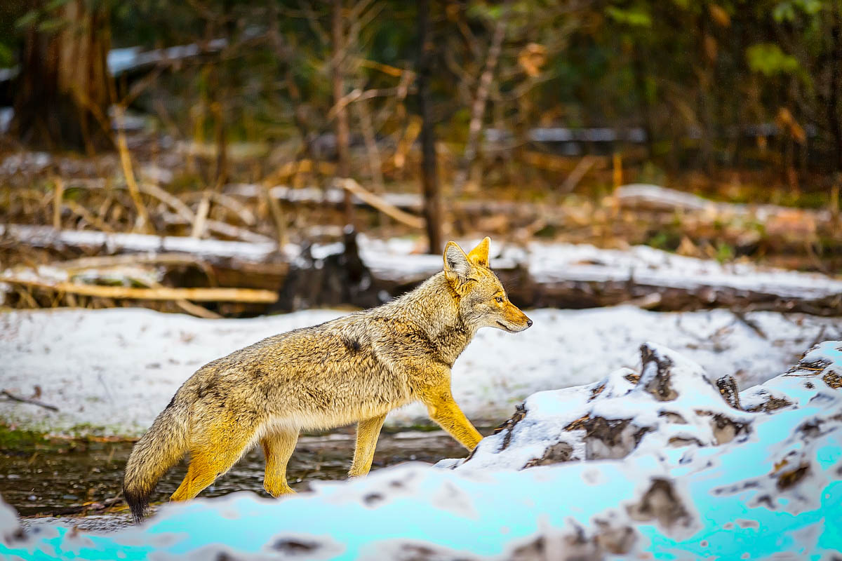 AB4W1582-Edit.jpg : Fox