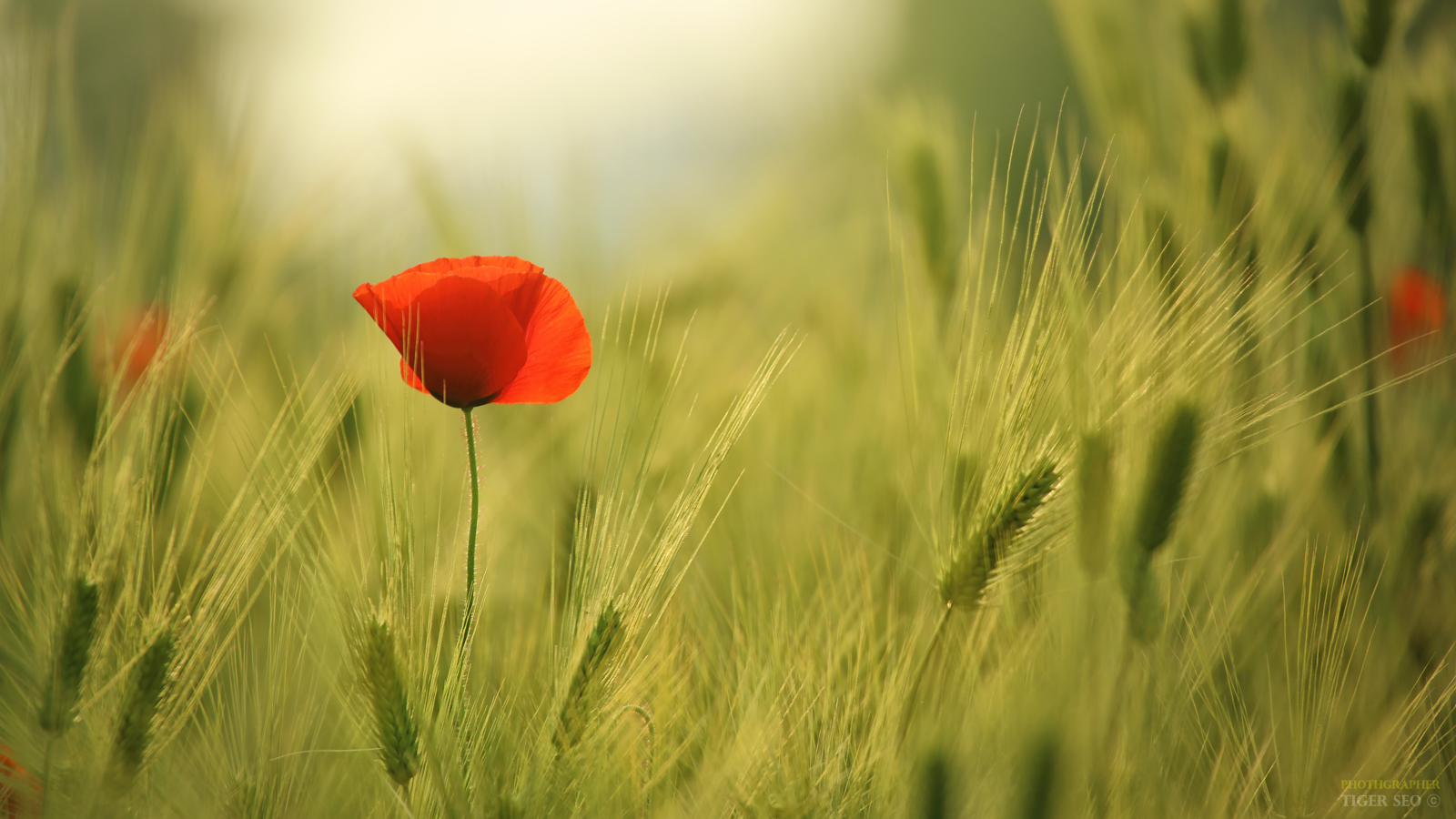 양귀비16_1_낙관.jpg : Poppy & Barley