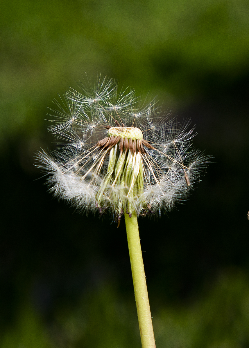 W62A7608-25-1a.jpg : 봄봄봄...