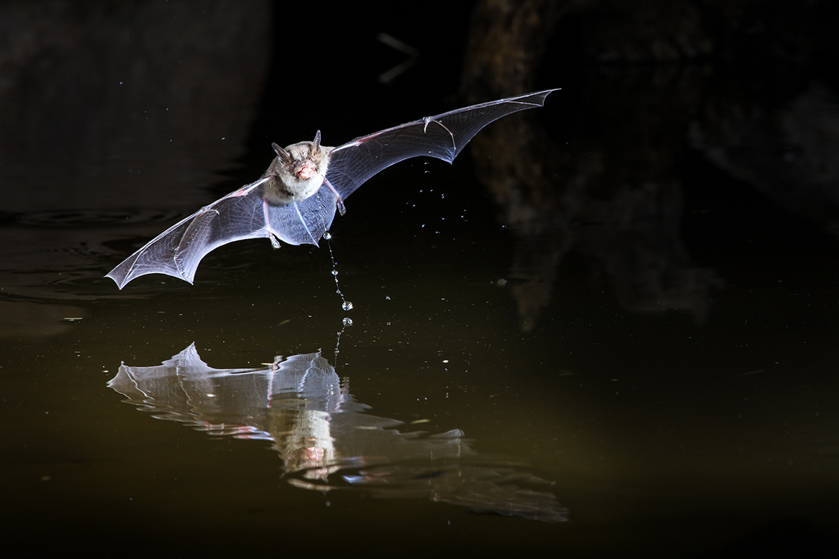 Untitled-2a.jpg : Bat