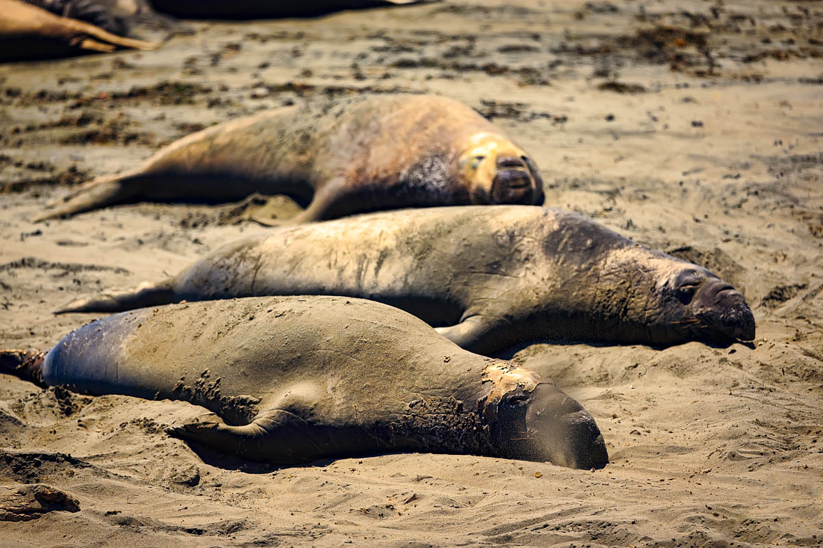 AB4W2553-Edit.jpg : Elephant Seal suntan
