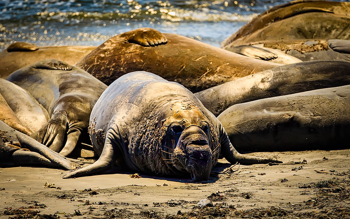 AB4W2535-Edit.jpg : Elephant Seal suntan