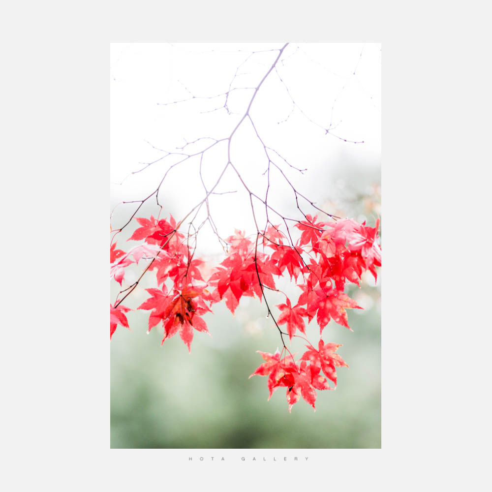 제목 없음-106.JPG : 숲속의 요정들..  #07