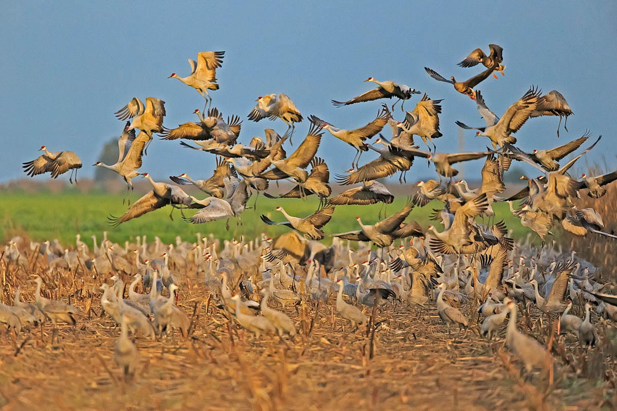 AB4W0904-Edit.jpg : Sandhill Crane