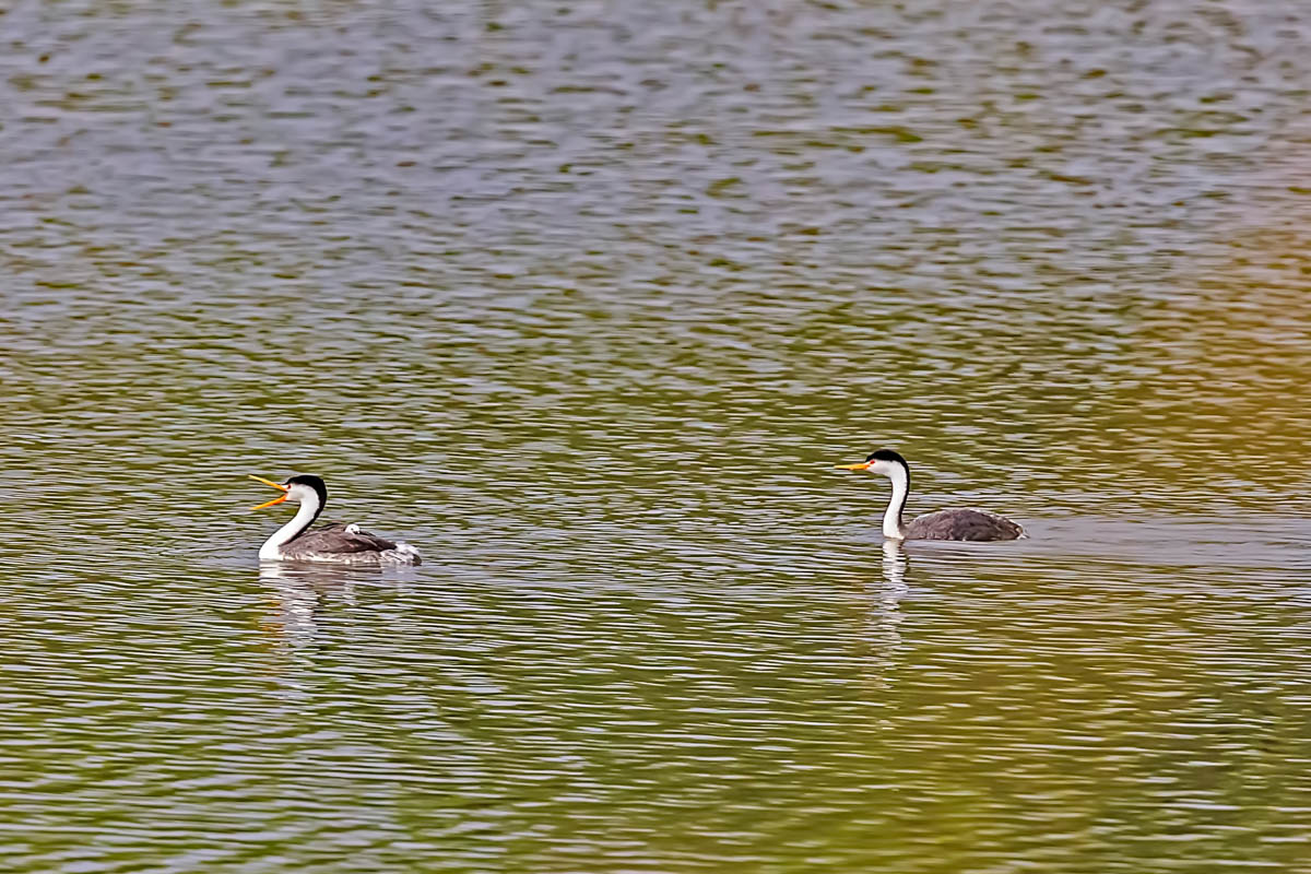 AB4W4233-Edit.jpg : Grebe Family