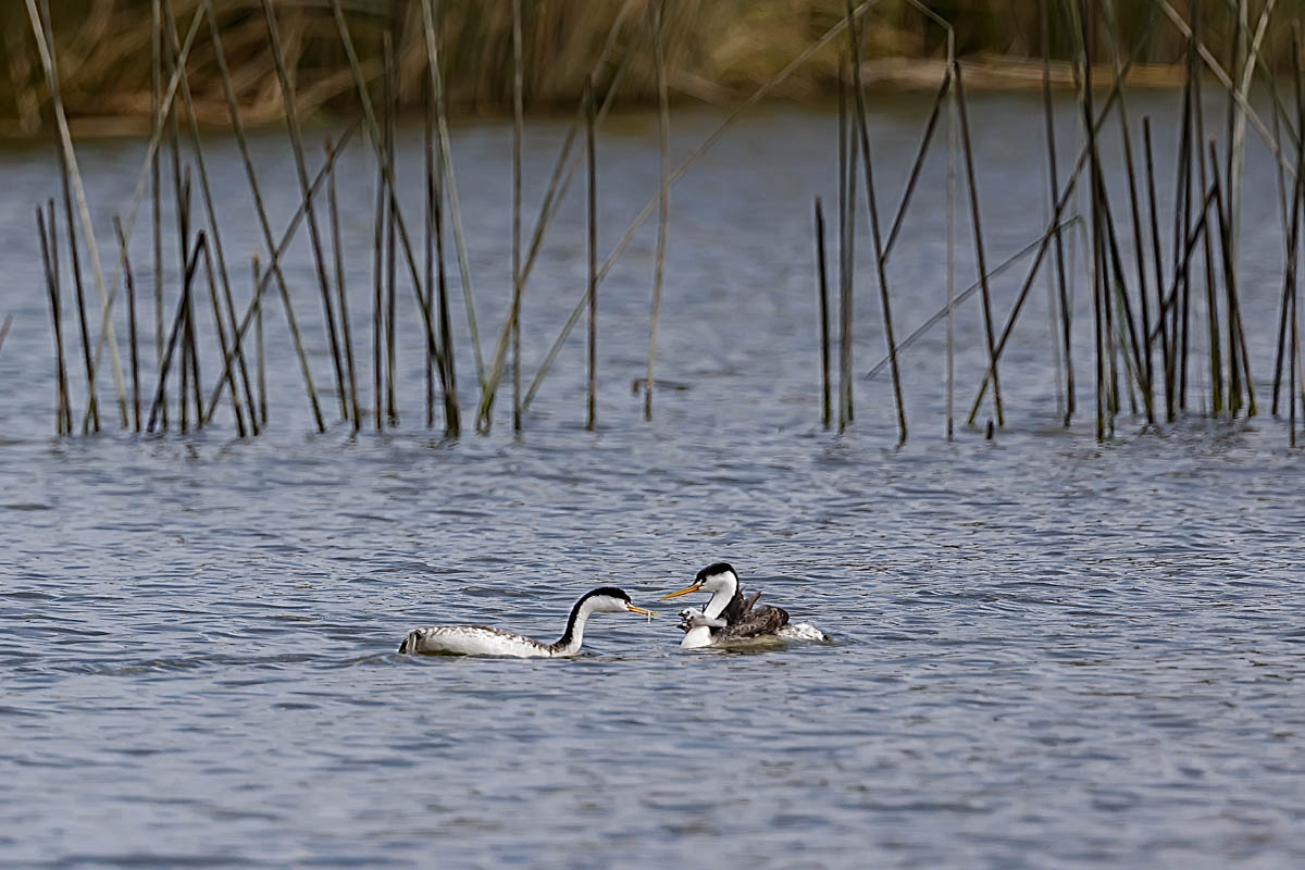 AB4W4420-Edit.jpg : Grebe Family