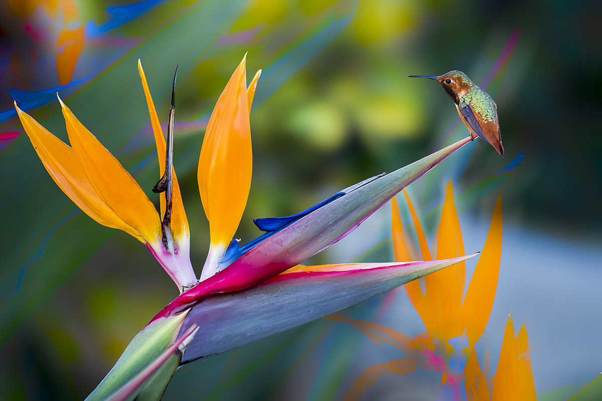 _YJL6538rnhsbs.jpg : Humming Bird