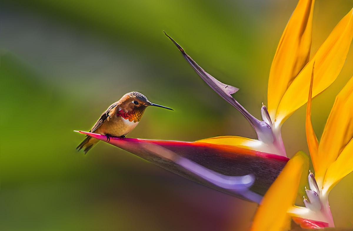 _YJL6544rcnhsbccs.jpg : Humming Bird 2
