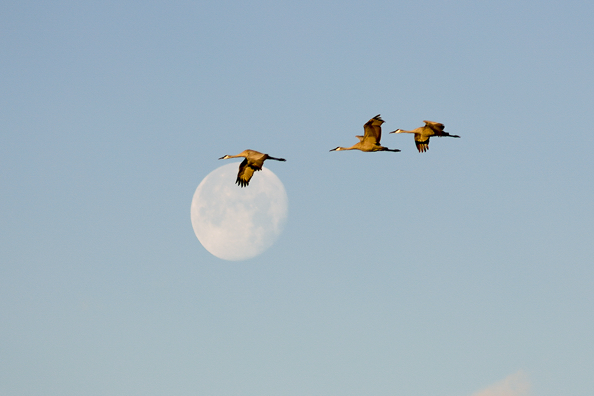 7S5A1289-1a.jpg : Cibola Wild Life Refuge