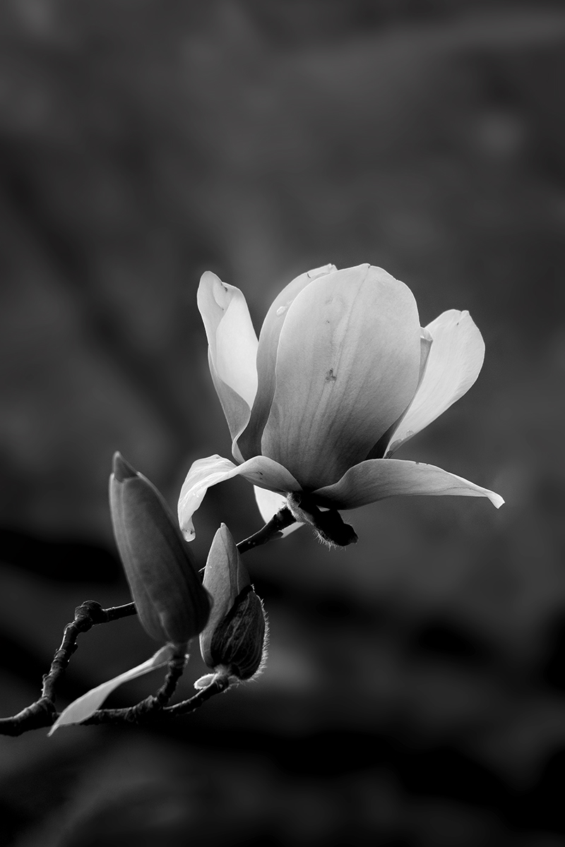 5I4A3988-1a.jpg : 하얀 목련