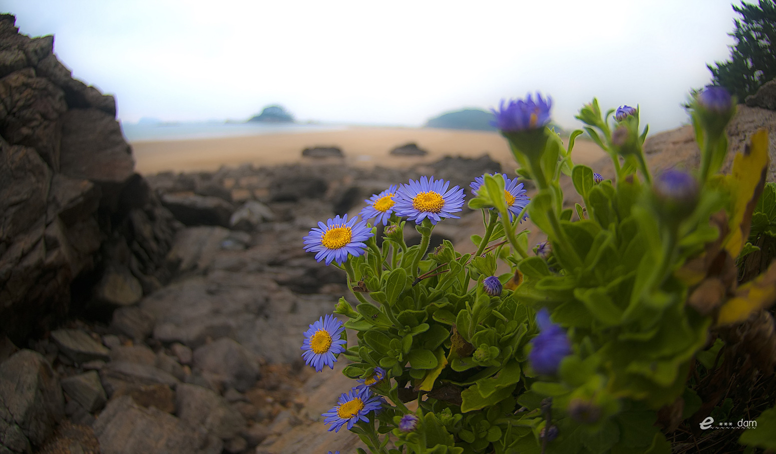 DSC_6755_filtered.jpg : 해국