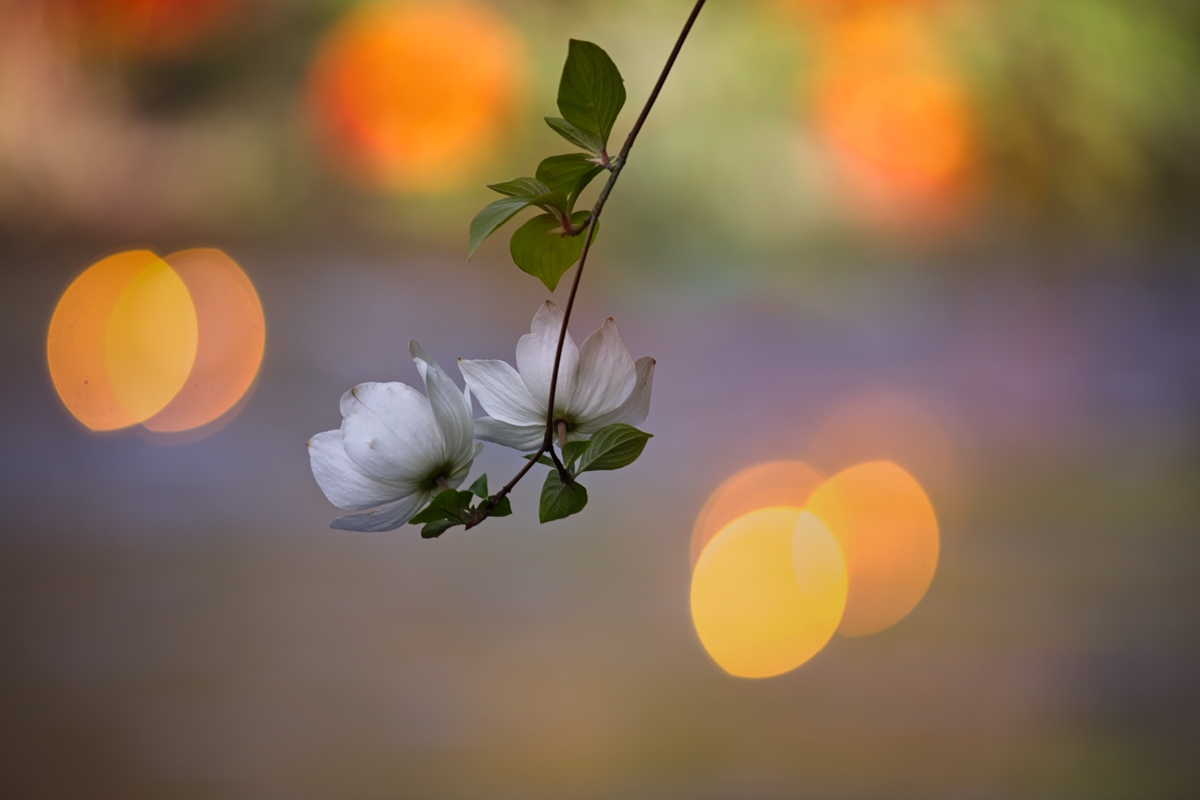 EOS 5D Mark IV_0055.jpg