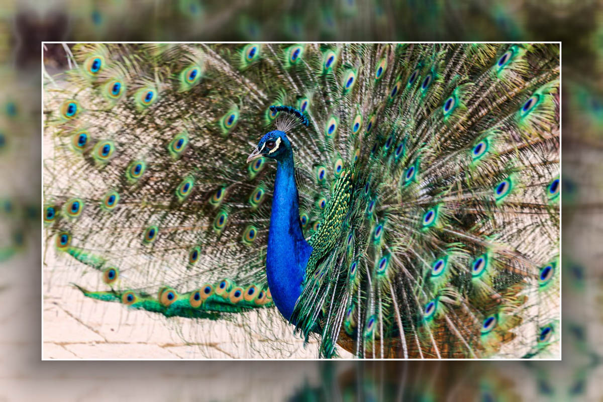 8B2A0046-Edit_hf.jpg : Peacock Courting