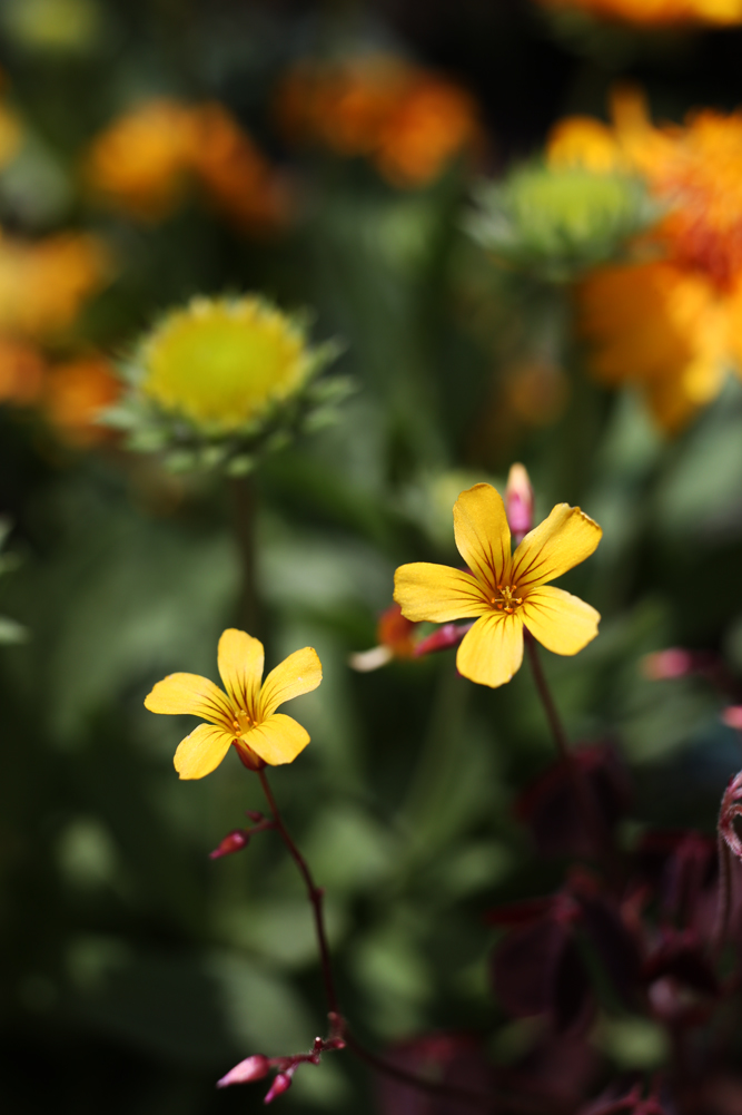 IMG_4003a.jpg : 살포시(2)...