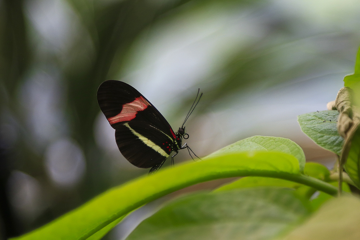 _MG_7130-1a.jpg : Costa Rica 의 나비