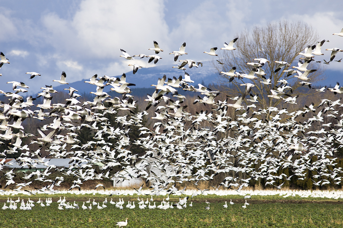 _L4A9897-1a.jpg : Snow Geese