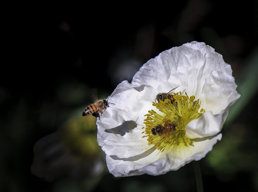 IMG_5545-1a.jpg : Descanso Garden에서