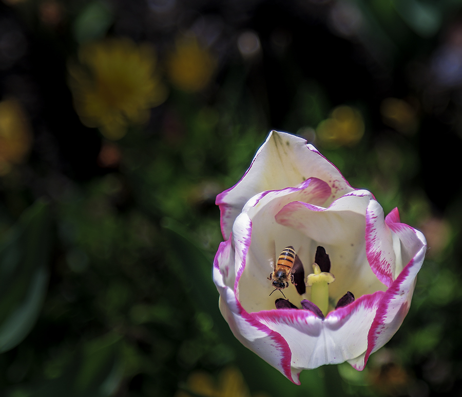 IMG_5497-1a.jpg : Descanso Garden에서