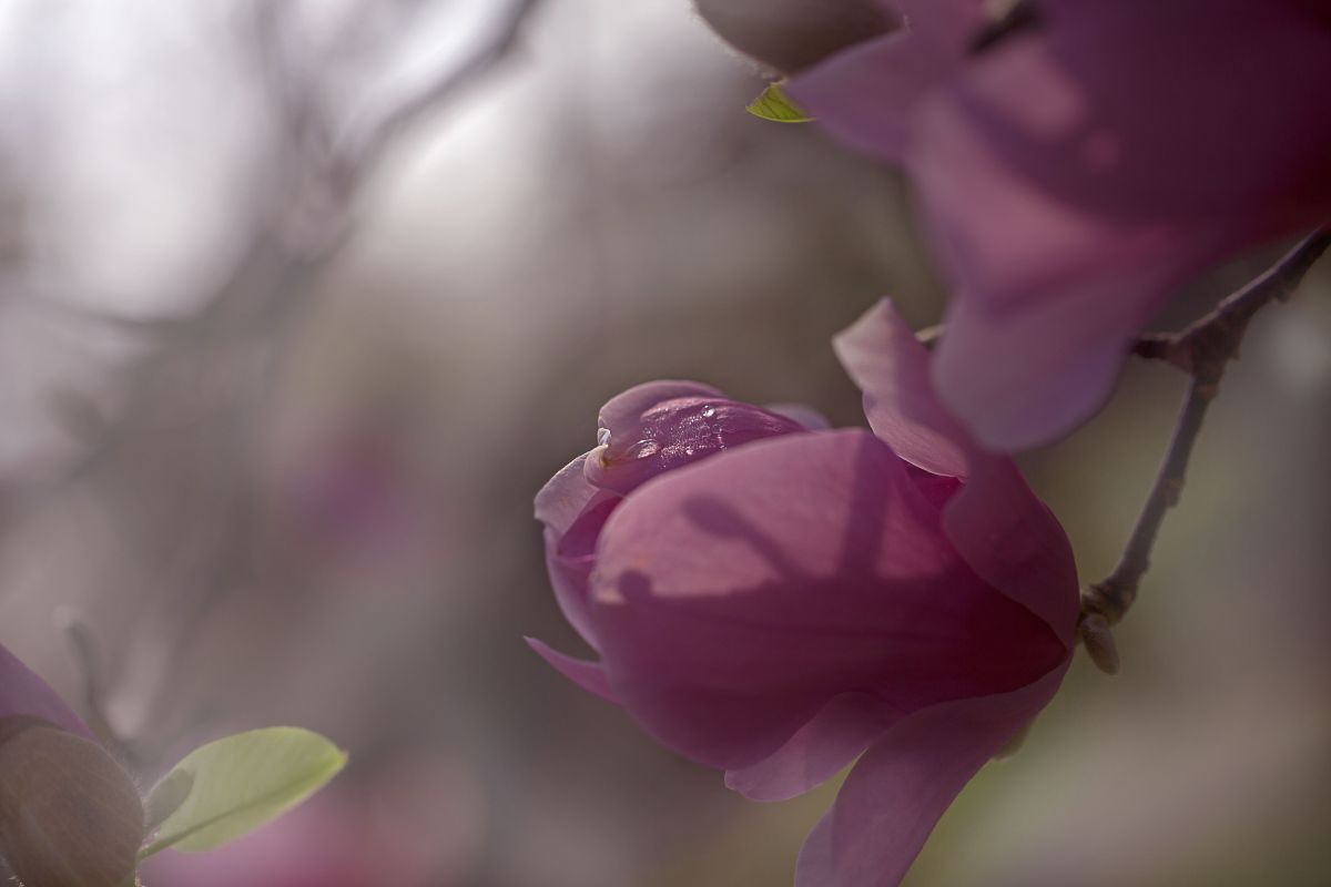 E30A5820.jpg : magnolia