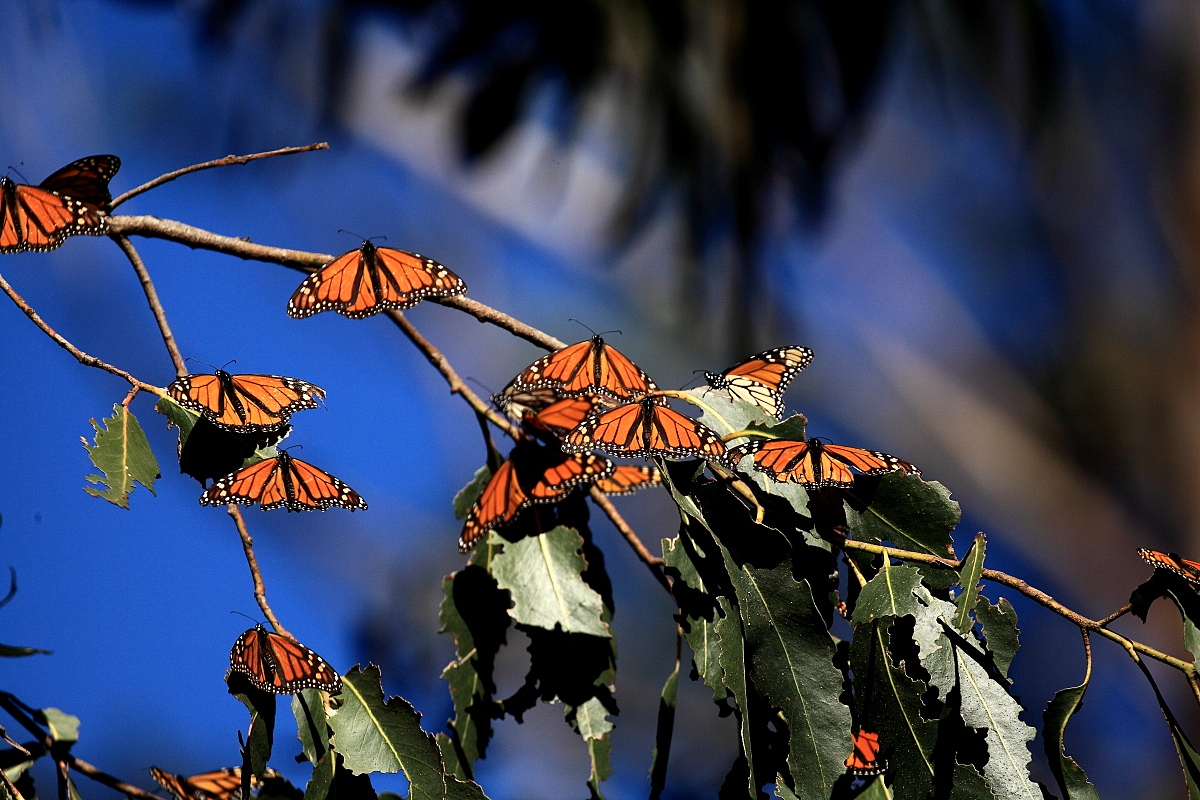 EOS 5D Mark II_14329.JPG