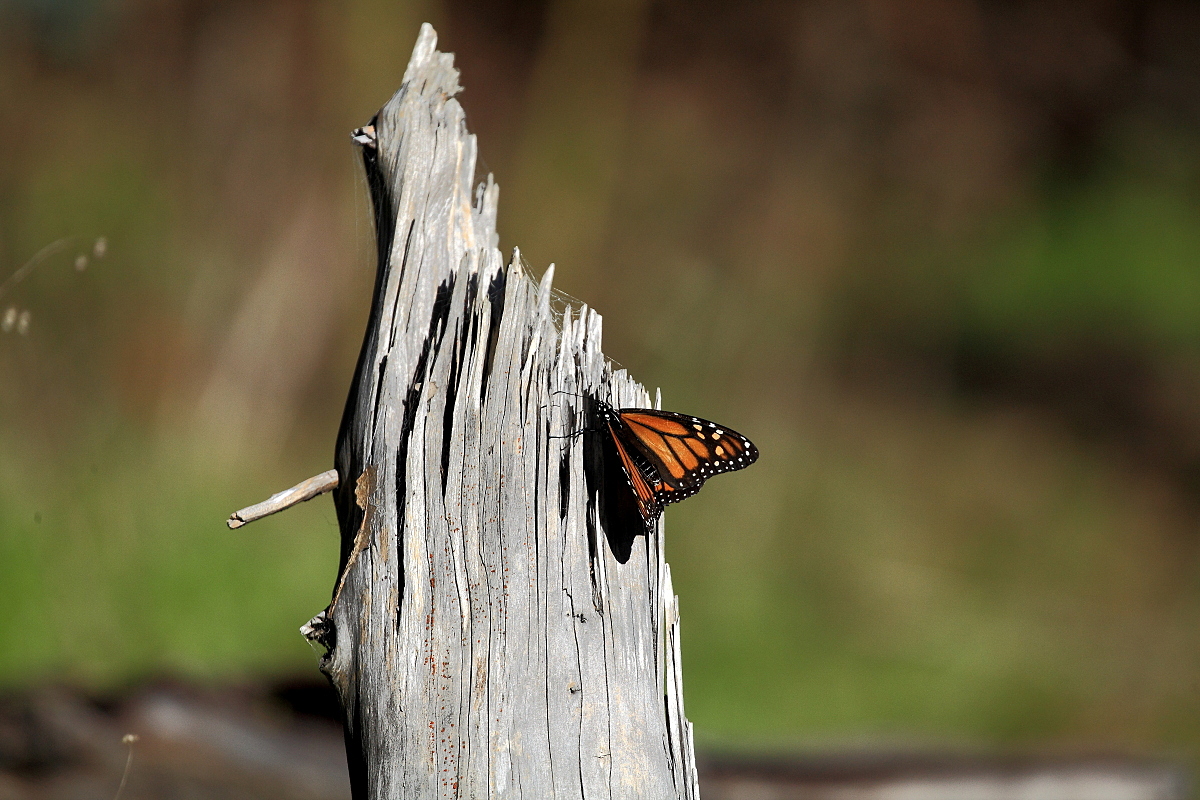 EOS 5D Mark II_14377.JPG