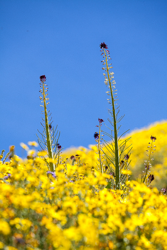 EOS 5D Mark II_0224.jpg