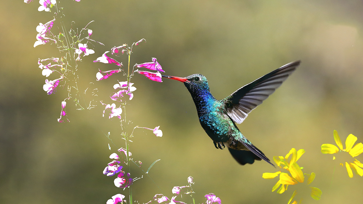 Untitled-2a.jpg : Arizona의 Humming Bird