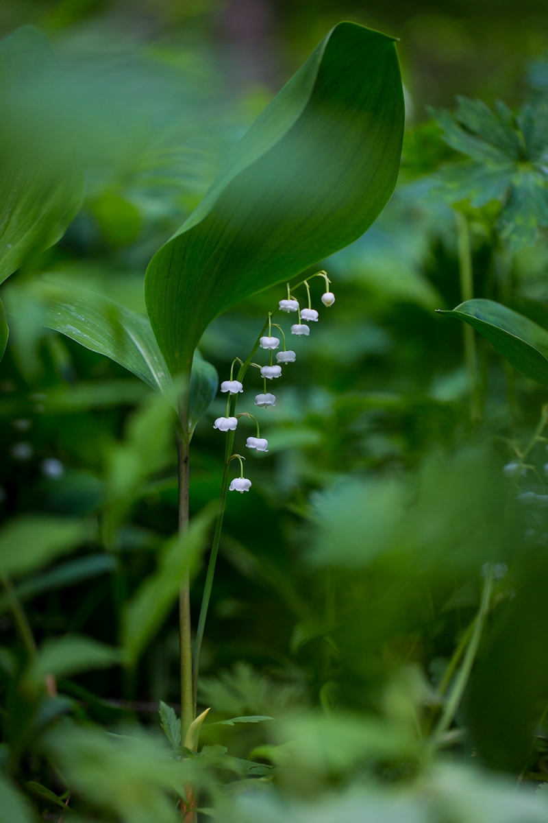 4K1A0009323.jpg : 은방울 꽃