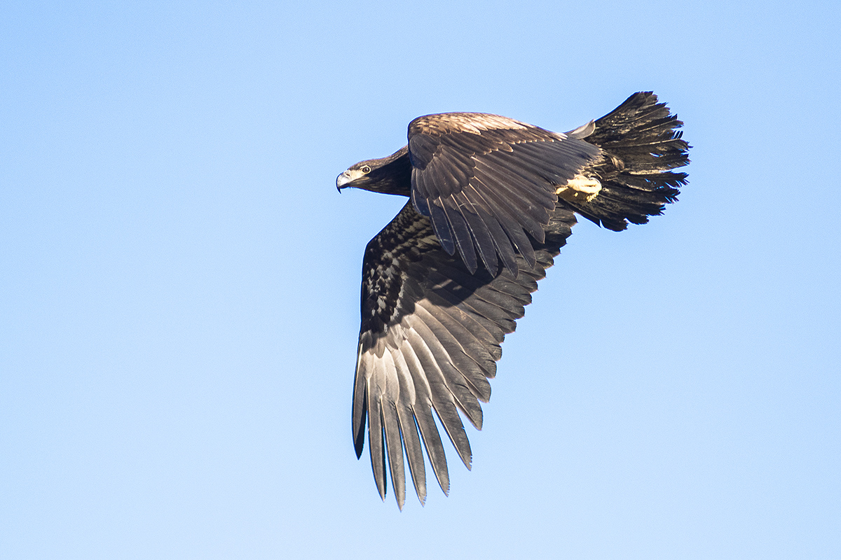5I4A9508-1a.jpg : Bold Eagle