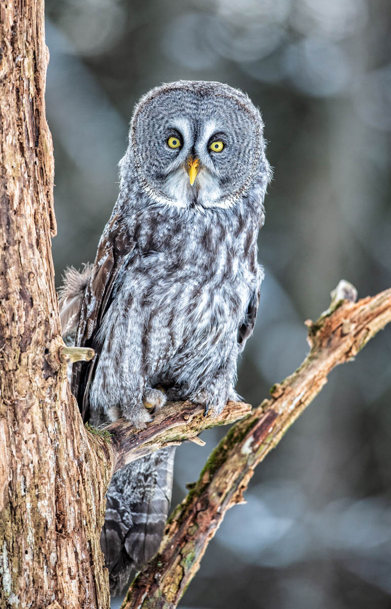 AB4W4877-Edit.jpg : Great Gray Owl