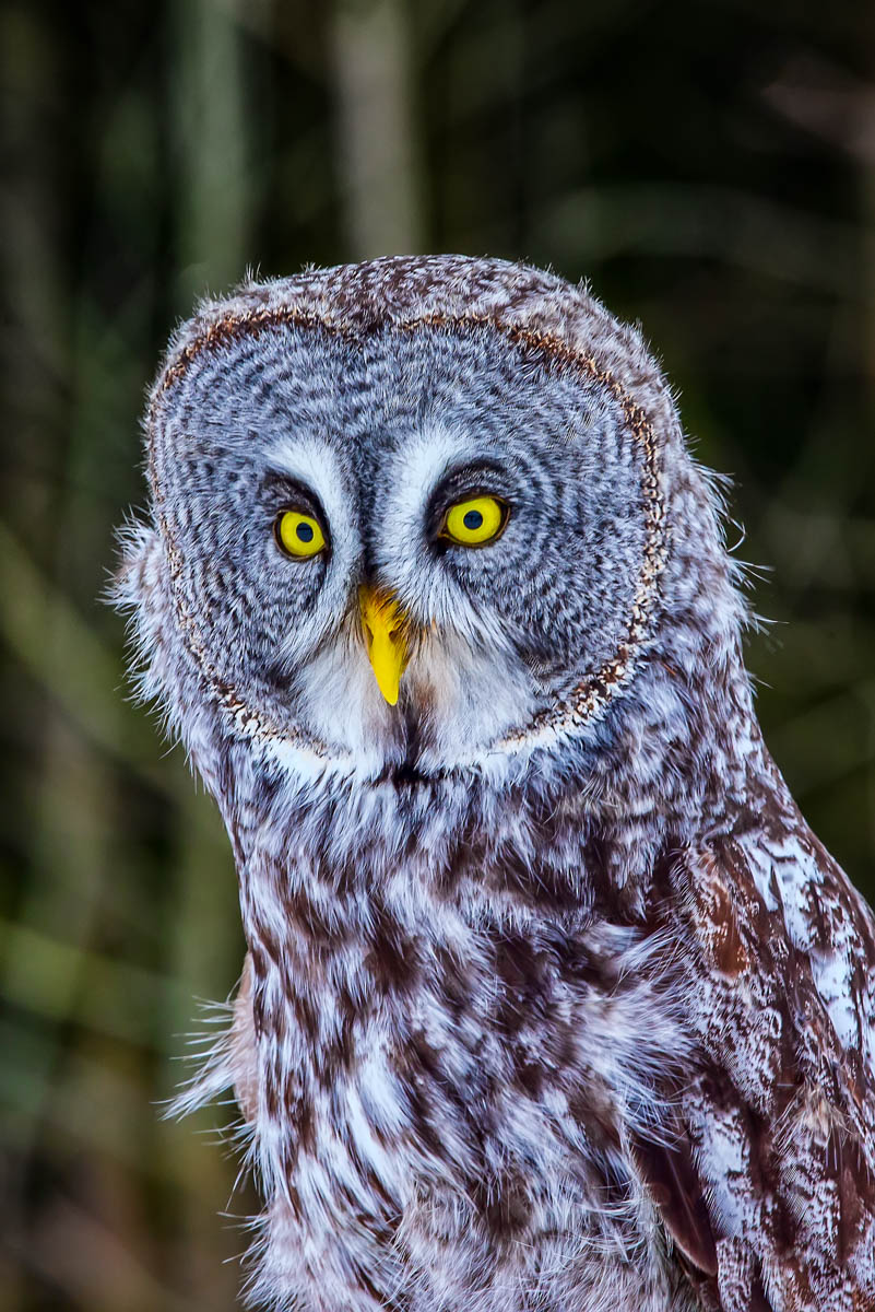 AB4W5921-Edit.jpg : Great Gray Owl