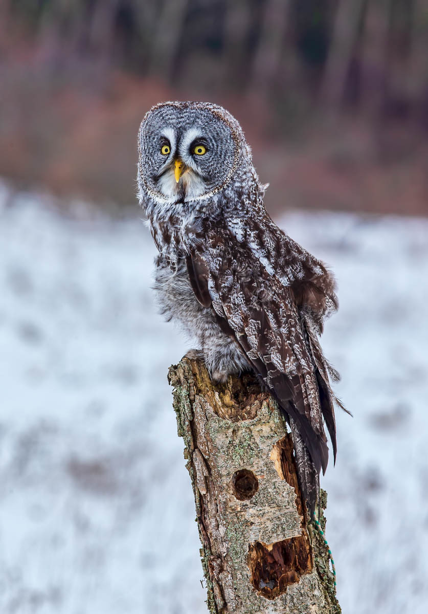 AB4W5877-Edit.jpg : Great Gray Owl