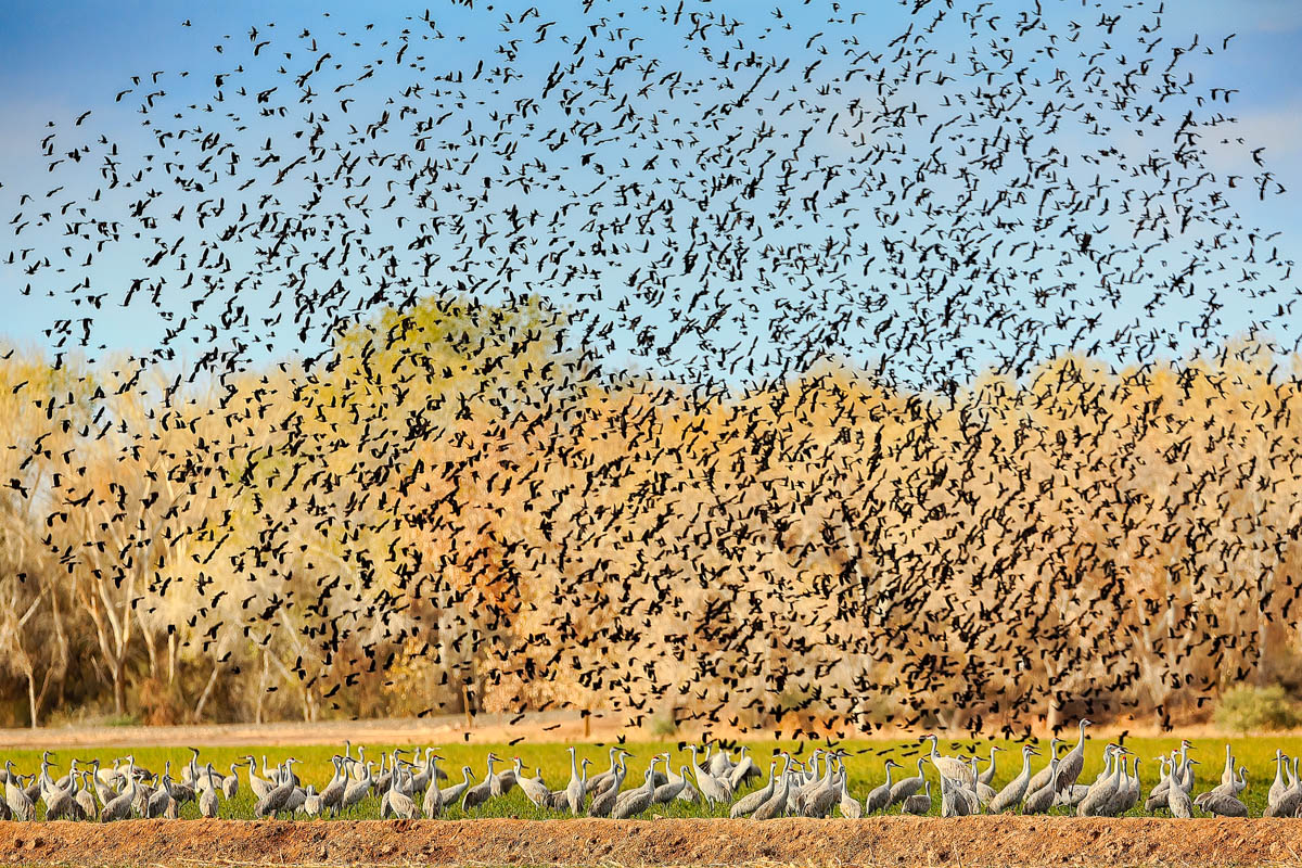 993A9739-Edit.jpg : Birders Paradise