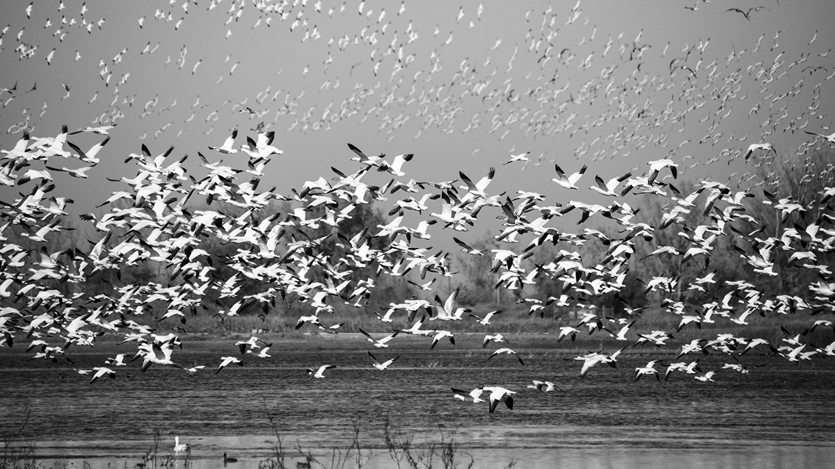 7S5A2225-1a.jpg : REfuge 1