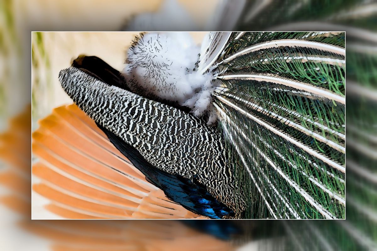 8B2A0003-Edit..1tif_hf.jpg : Peacocks