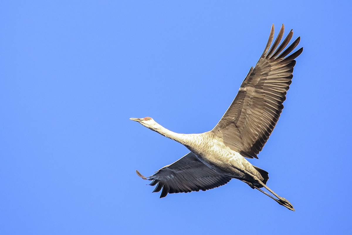 7S5A1302-3a.jpg : Refuge 3