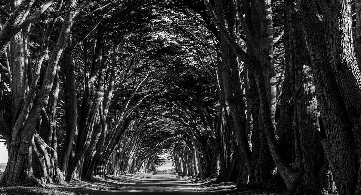 7S5A8387-3b.jpg : Cypress Tunnel Tree