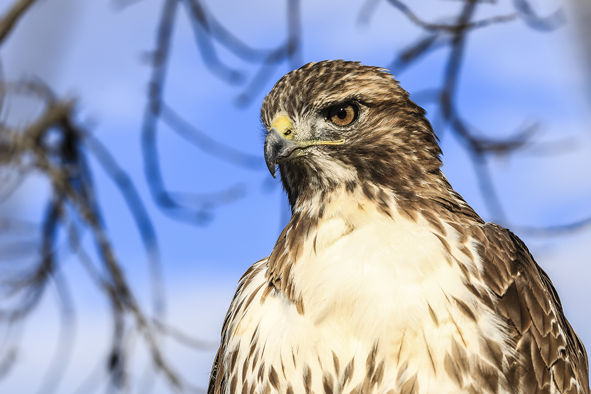 IMG_7667-2a.jpg : Osprey