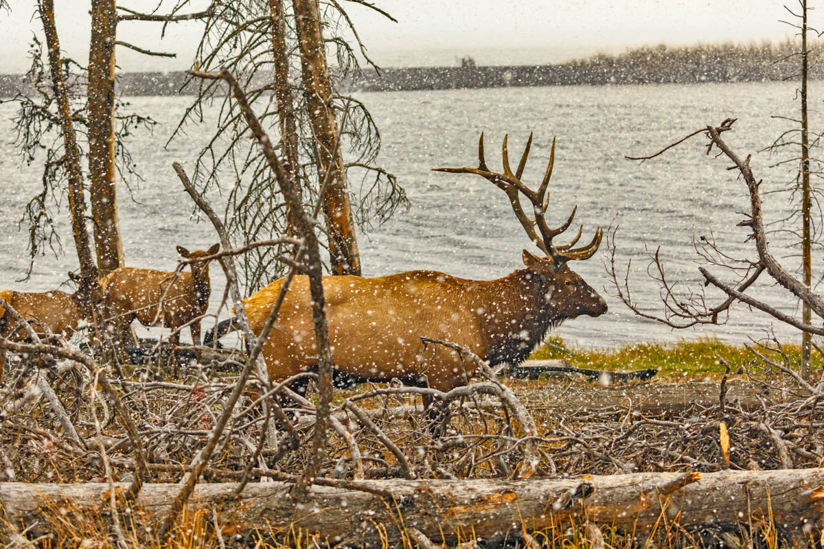 8B2A5400-Edit.jpg : Elk