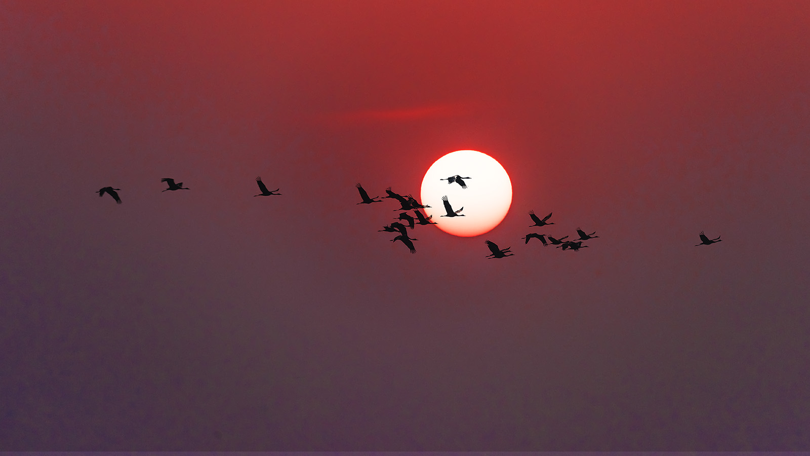 _YJL1659rmchss.jpg : 흑두루미