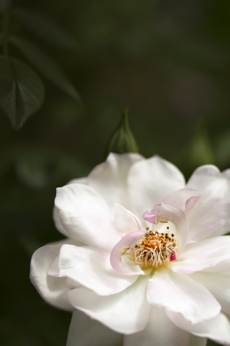 0S6A9386-11 - (1200).jpg