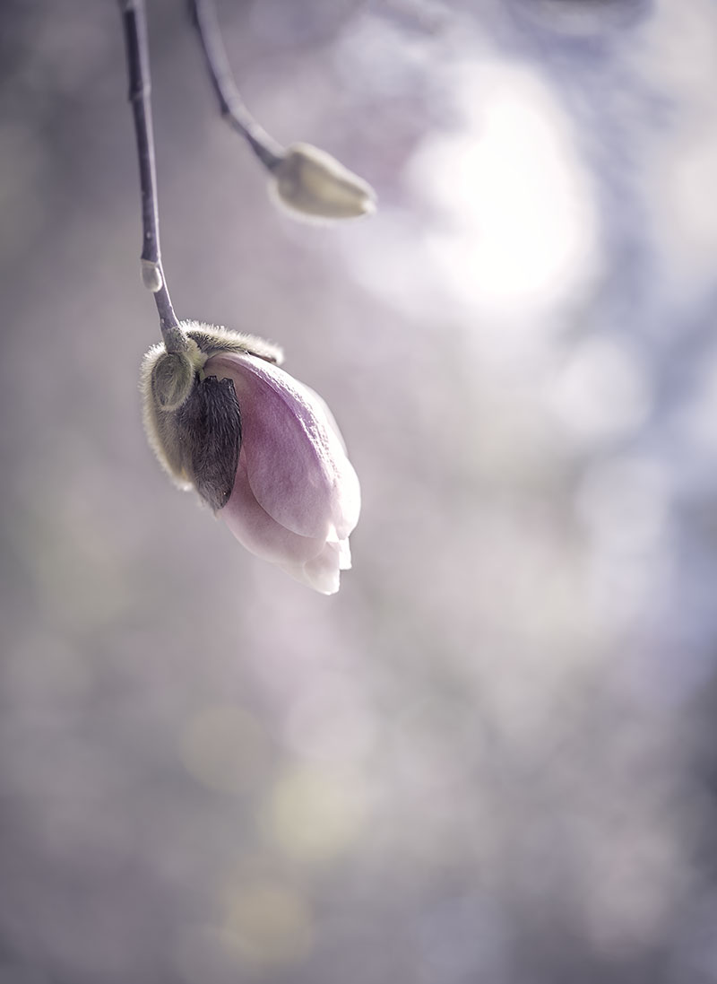 DSC_0825.jpg : 꿈꾸는 목련