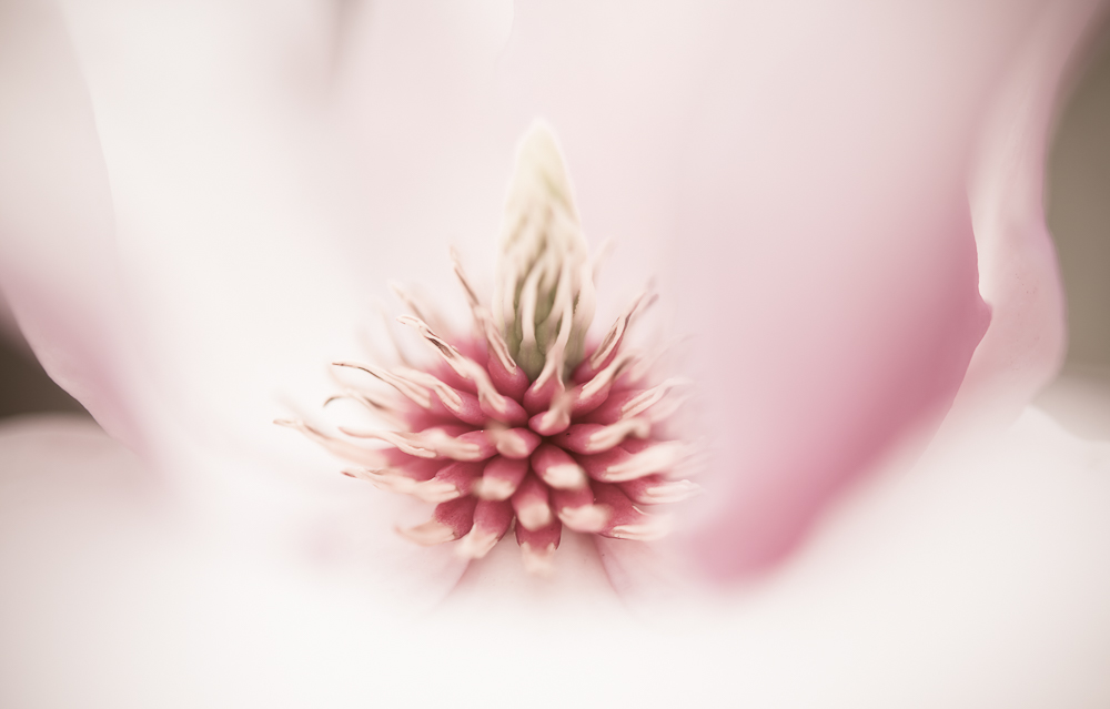 DSC_0943-Edit.jpg : 꿈꾸는 목련