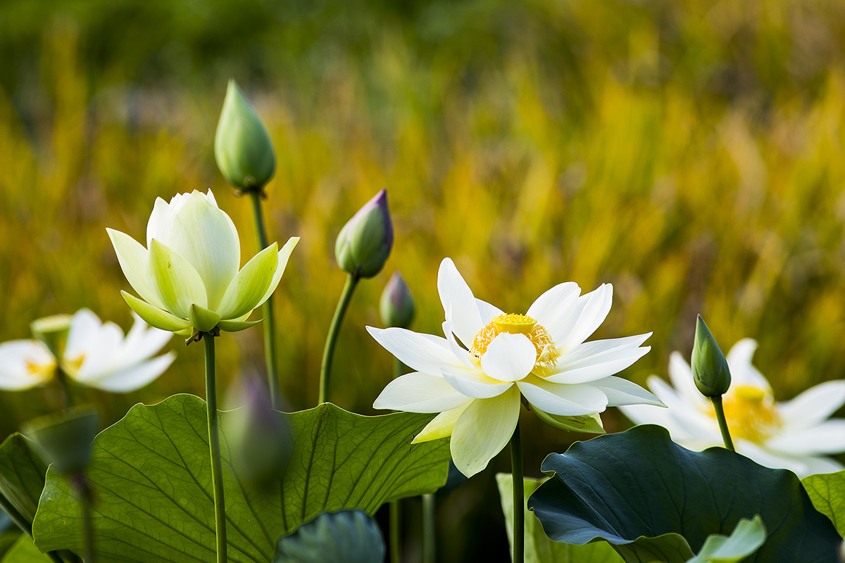 _L4A2179-1a.jpg : Lotus